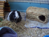 Humphrey and his new grassy hutch