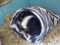 Humphrey in the zebra sack