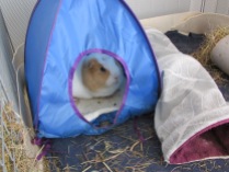 Kevin in the tent