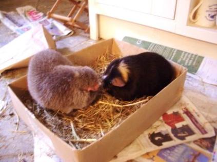 Midge and Hector make friends in the hay-in-a-box