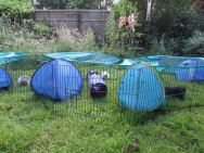 Tents and tunnels in the garden
