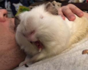 Atticus yawns 2