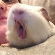 Atticus yawns 4