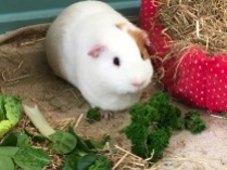 Roscoe with parsley