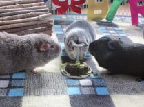 Midge, Bertie & Percy; 1st birthday.