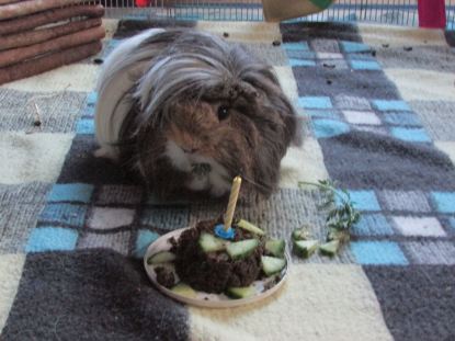 Neville at our first birthday