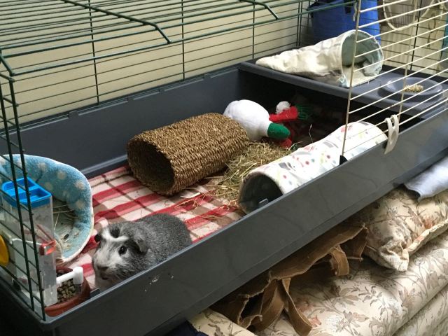 Bertie in the grey cage