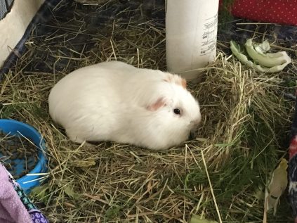 Roscoe making a hay nest