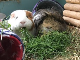 Roscoe and Neville eat a pile of grass