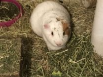 Roscoe eating hay