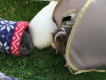 Neville and Biggles eat from tents while Roscoe turns his back