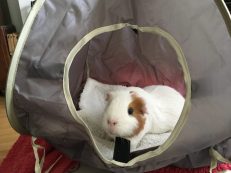 Roscoe in his new tent