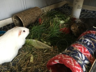 Roscoe and Neville get grass